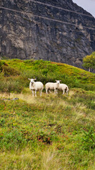 sheep on the mountain