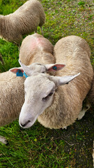 sheep in a pasture