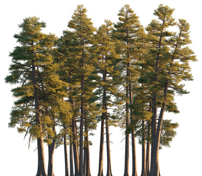 Pinus ponderosa Forest fir clump (ponderosa pine, bull pine, blackjack pine) pine tree isolated png on a transparent background evening light premium cutout