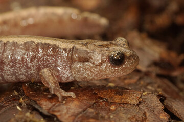 Closeup on a juvenile Siberian salamander, Salamandrella keyserlingii