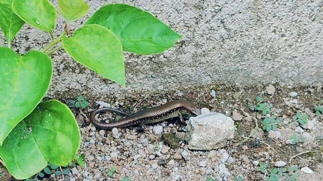 Video about animal Eutropis longicaudata, long-tailed mabuya or long-tailed sun lizard, this video is suitable for learning videos, presentations, biodiversity and so on