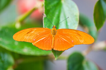 Orange Butterfly