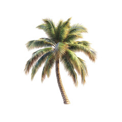Obraz premium Lush Tropical Palm Tree Isolated on Transparent background