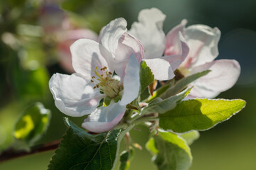 Blooming apple tree.