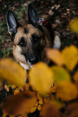 Portrait of happy German Shepherd dog near the yellow dry leaves in an autumn forest. Close-up top view.