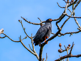 A hooked harrier (Helicolestes hamatus) standing on one leg.