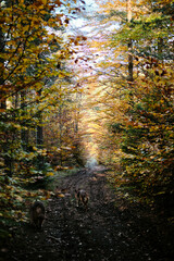 German and Australian shepherd dogs walk together on a path in a golden autumn forest on a sunny, warm day. Dogs portrait in nature. Pets outdoor concept.