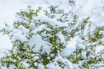 Close-up of a lush green bush covered in soft, freshly fallen snow, set against a snowy background. A serene and tranquil winter scene.