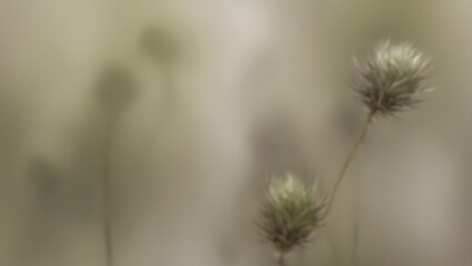 Fototapeta premium abstruct wallpaper 650