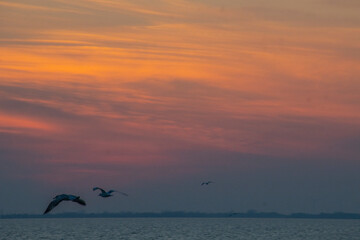 By the lake, sunset, dusk, seagulls, fish eating birds, eagles, waterfowl, catching fish, fishing, winter, scenery, background, burning clouds