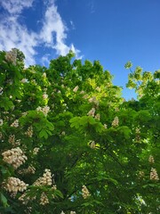 The sky and the chestnut blossoms