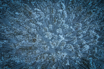 A breathtaking aerial perspective of a snow-covered pine forest. The symmetrical arrangement of tall trees and frosty branches creates a serene and wintery atmosphere.