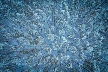 A breathtaking aerial perspective of a snow-covered pine forest. The symmetrical arrangement of tall trees and frosty branches creates a serene and wintery atmosphere.