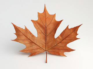 Obraz premium detailed and realistic maple leaf in warm autumn colors