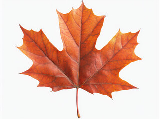 Obraz premium vibrant maple leaf in autumn, showcasing rich orange hues
