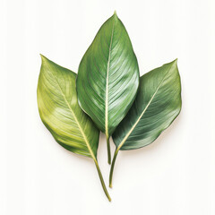 Three green leaves with vibrant textures and shapes