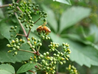 A bee sucking nectar from Virginia creeper flowers, Colorado