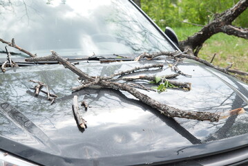strong wind broke tree that fell on car in the parking lot