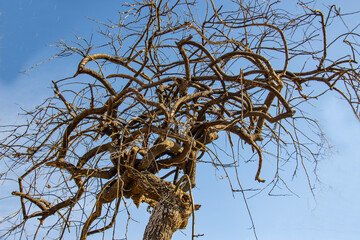 Trees, branches, twisted branches, vines, ancient forests, plants, magic trees, mages, wizards,...