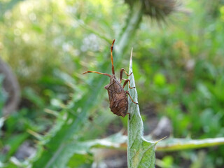 Eurygaster integriceps is a pest of agricultural plants in natural conditions, on Silybum marianum