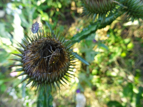 Eurygaster integriceps is a pest of agricultural plants in natural conditions, on Silybum marianum