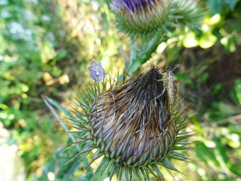 Eurygaster integriceps is a pest of agricultural plants in natural conditions, on Silybum marianum