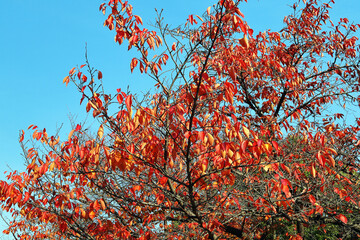 紅葉