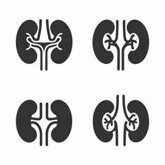 Kidney Anatomy Vector Bundle Design.