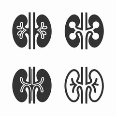 Kidney Anatomy Vector Bundle Design.