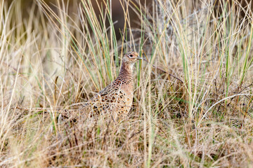 Female Common pheasant (Phasianus colchicus) in the dunes on Juist, East Frisian Islands, Germany, in spring.