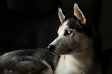 Siberian husky in a chair