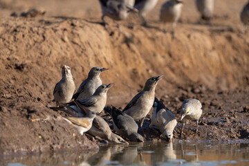 Birds drinking at a waterhole in Botswana. 