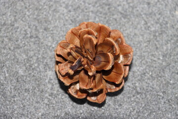 Pinecone cone