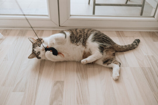 Pet toy. Cute cat is lying on a pet carpet in background. Selected focus. High quality photo