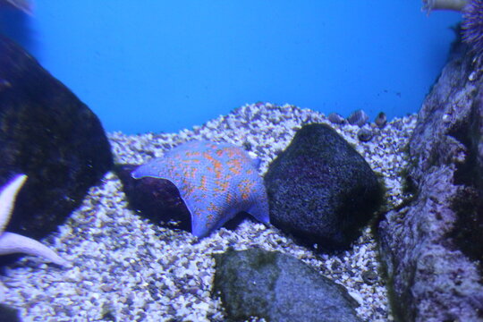 Patiria pectinifera Valvatida blue on the background of stones in the water, side view