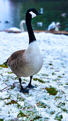 Canadian goose, walking through the snown in Bedford Park, UK.