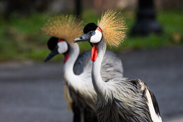 Portrait of the African Grey Crowned Crane in Taiping Zoo. The grey crowned crane (Balearica regulorum), also known as the African crowned crane is a bird in the crane family, Gruidae.