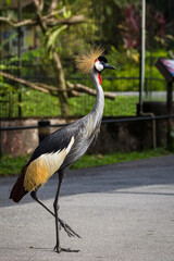Portrait of the African Grey Crowned Crane in Taiping Zoo. The grey crowned crane (Balearica regulorum), also known as the African crowned crane is a bird in the crane family, Gruidae.