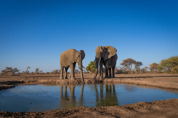 Naklejka premium Two elephant bulls drinking at a waterhole with beautiful blue sky, Botswana. 