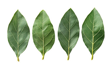 Fototapeta premium Bay leaves with four clusters on transparent or white background,png