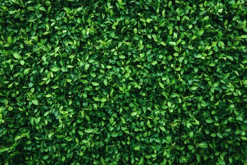 Obraz premium Lush green landscape filled with verdant grass blades