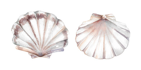 Scallop shells hand drawn watercolor illustration isolated on white background