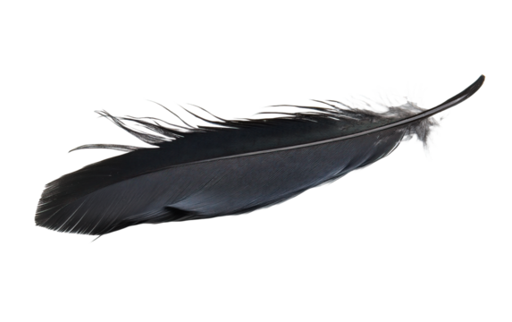 Black bird feather on transparent or white background,png