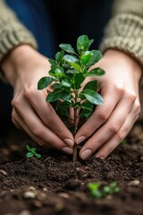 Fototapeta premium Hands Planting Young Tree Sapling in Soil: Nurturing Nature and Growth