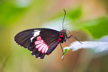 The Winged Reds