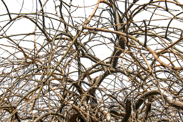 Trees, branches, twisted branches, vines, ancient forests, plants, magic trees, mages, wizards, plants