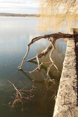Naklejka premium A tree branch over a body of water