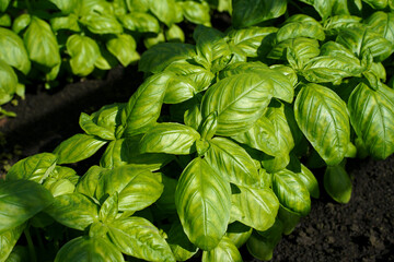 Fresh green basil leaves on a bed in a greenhouse. Ocimum basilicum. A culinary herb from the mint family and a delicate plant used in kitchens around the world.