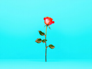 Fototapeta premium vibrant red rose with green leaves on bright turquoise background