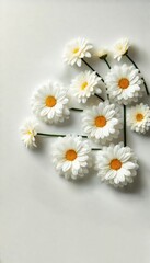Obraz premium Beautiful chamomiles isolated on white background. Flowers